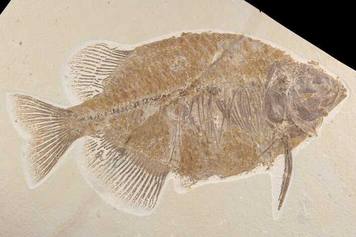 Bargain, Phareodus Fish Fossil - Wyoming #93265